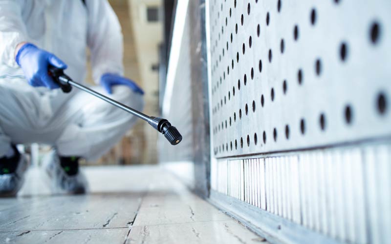 ​Czy pluskwy mogą zagnieździć się w biurze?