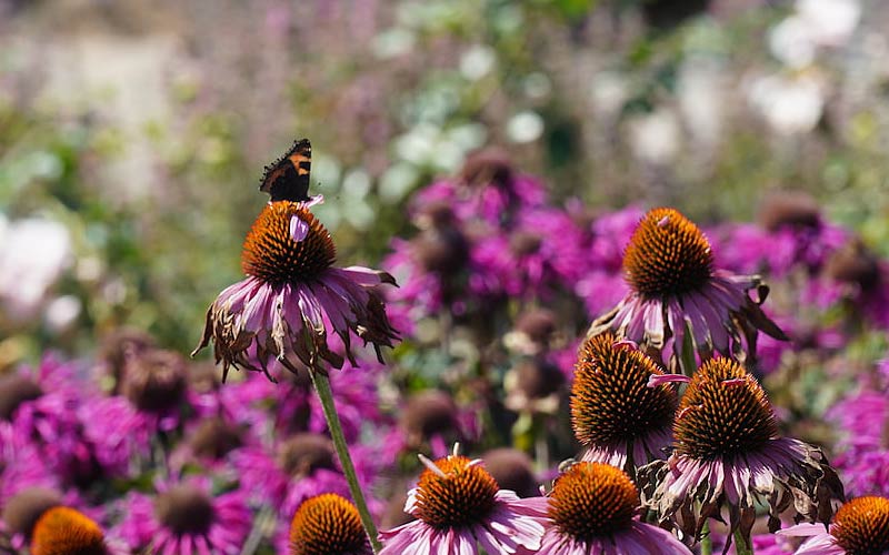 Najpiękniejsze motyle dzienne w Polsce - jak je fotografować?