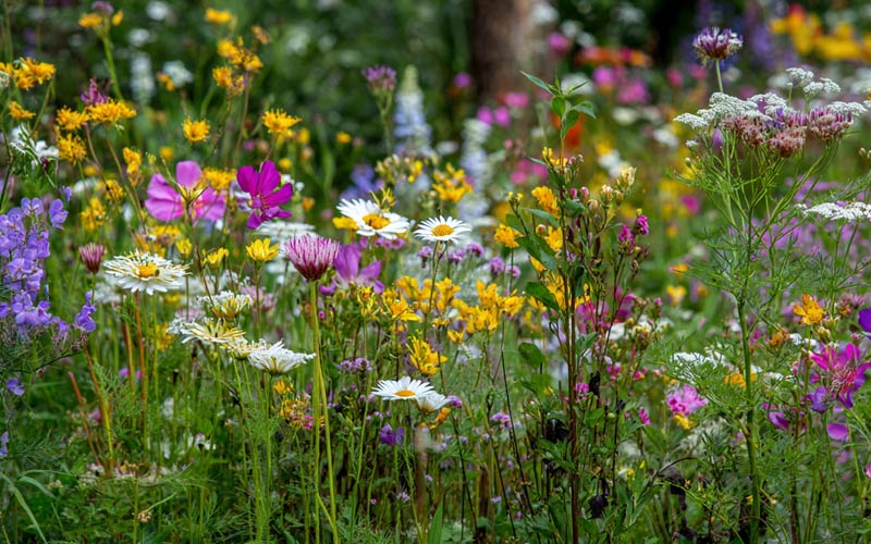 Najpiękniejsze krzewy kwitnące do ogrodu - TOP 5 propozycji, które nigdy nie zawodzą