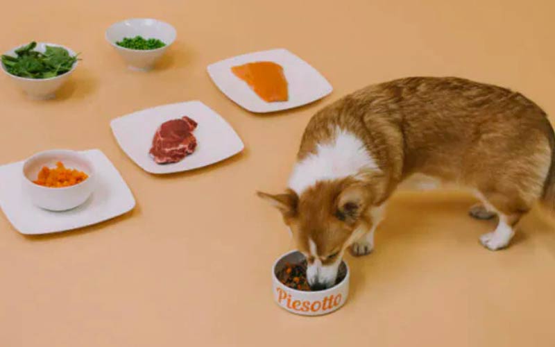 Sekrety psiego menu: co warto podawać codziennie, a czego unikać